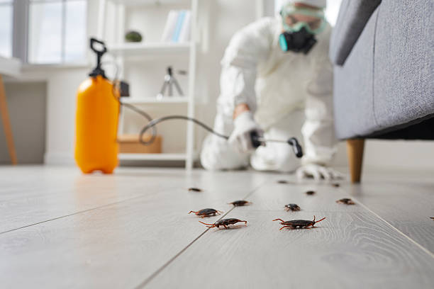 Commercial Rodent Management in Everett